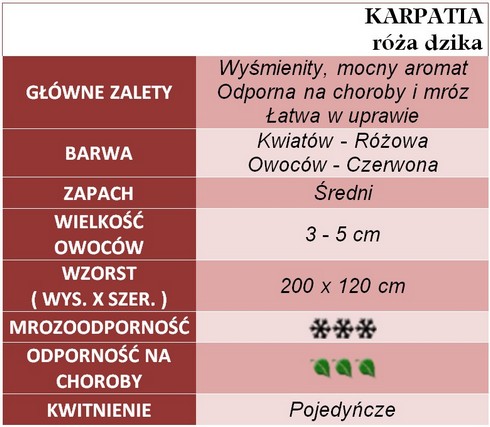 KARPATIA róża dzika